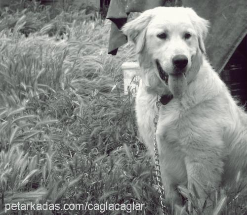 paşa. Erkek Golden Retriever