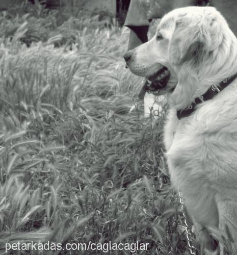 paşa. Erkek Golden Retriever