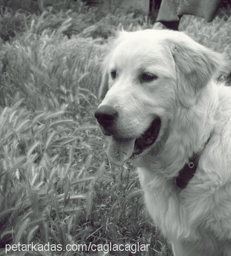 paşa. Erkek Golden Retriever