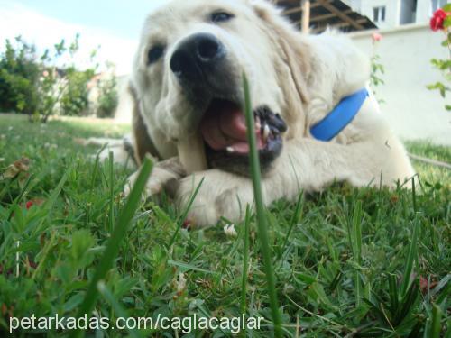 paşa. Erkek Golden Retriever