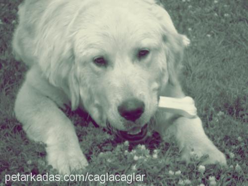 paşa. Erkek Golden Retriever