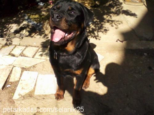 hector Erkek Rottweiler