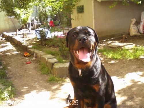 hector Erkek Rottweiler