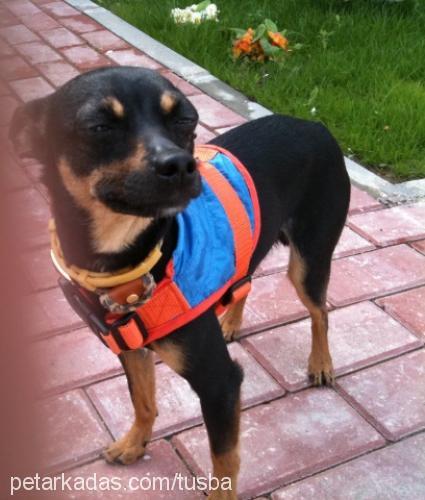 junior Erkek Minyatür Pinscher