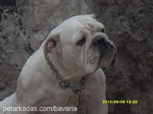 beatriche Dişi İngiliz Bulldog