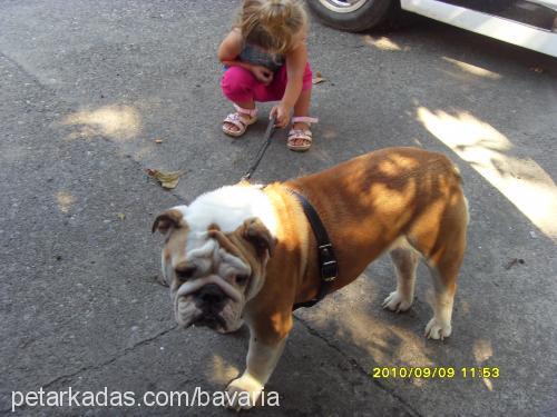 bavaria Dişi İngiliz Bulldog