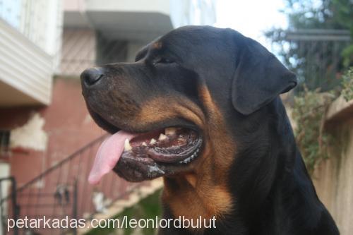 leon Erkek Rottweiler