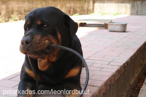 leon Erkek Rottweiler