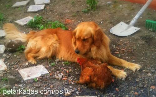 paşa Erkek Golden Retriever