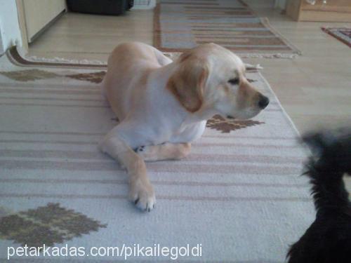 pika Dişi Pekingese