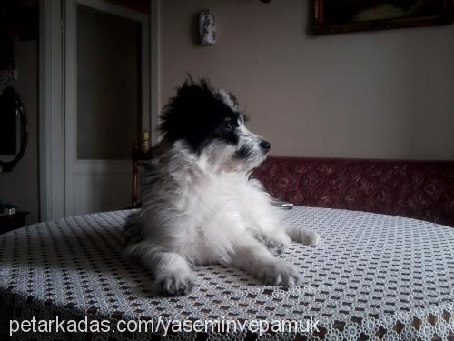 pamuk Dişi Bichon Havanese