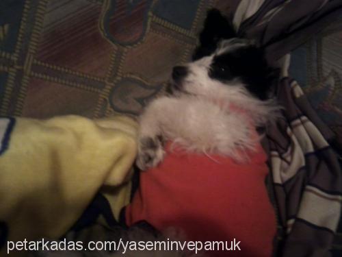 pamuk Dişi Bichon Havanese