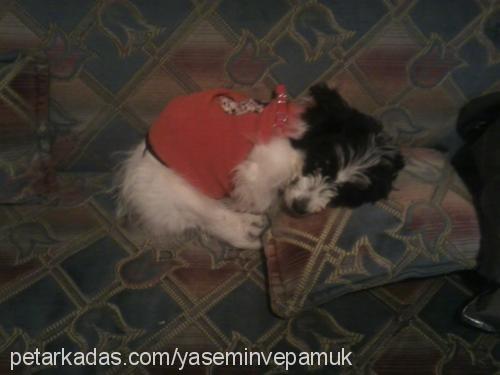 pamuk Dişi Bichon Havanese