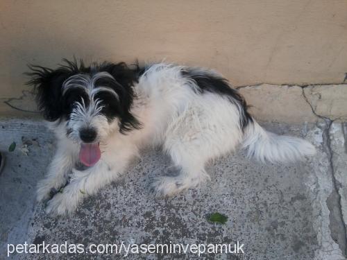 pamuk Dişi Bichon Havanese