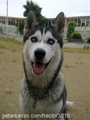 hector Erkek Sibirya Kurdu (Husky)