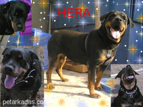 hera Dişi Rottweiler