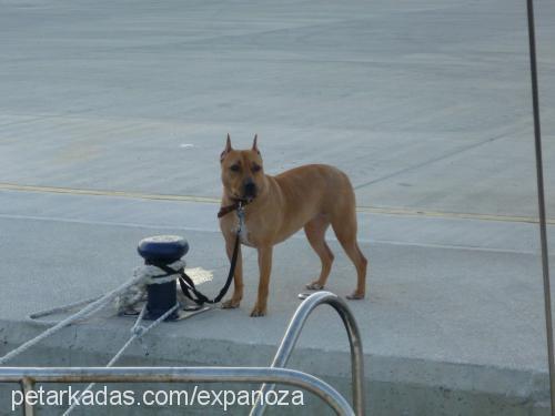 doja Dişi Amerikan Pitbull Terrier