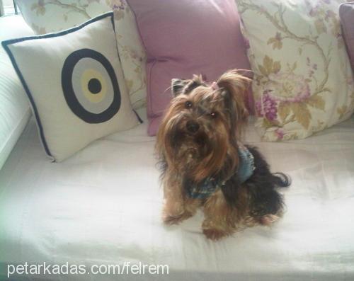 romeo Erkek Yorkshire Terrier