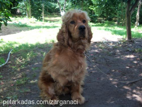 paşa Erkek Amerikan Cocker Spaniel