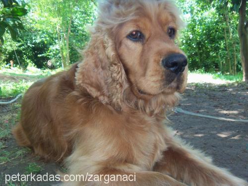 paşa Erkek Amerikan Cocker Spaniel