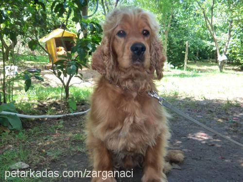 paşa Erkek Amerikan Cocker Spaniel