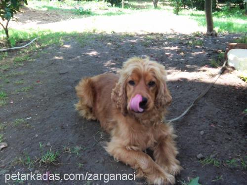 paşa Erkek Amerikan Cocker Spaniel