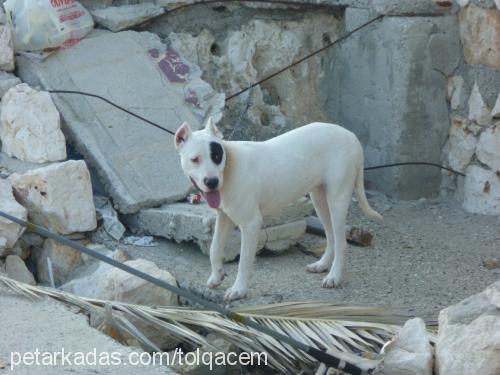 dora Dişi Dogo Arjantin