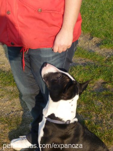 tora Erkek Bull Terrier