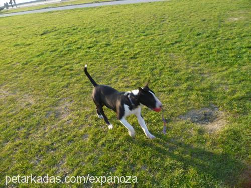 tora Erkek Bull Terrier