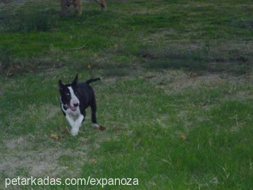 tora Erkek Bull Terrier