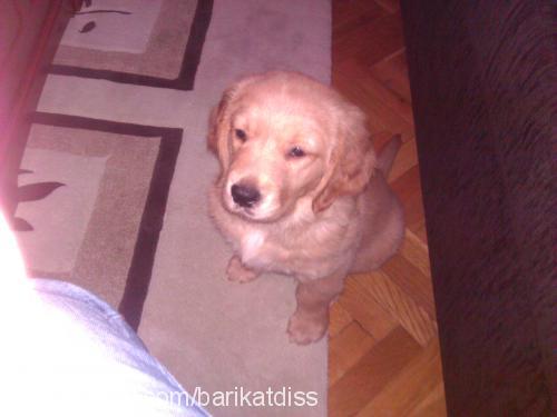 alice Dişi Golden Retriever