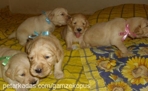 köpük Dişi Golden Retriever