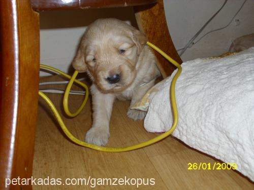 köpük Dişi Golden Retriever