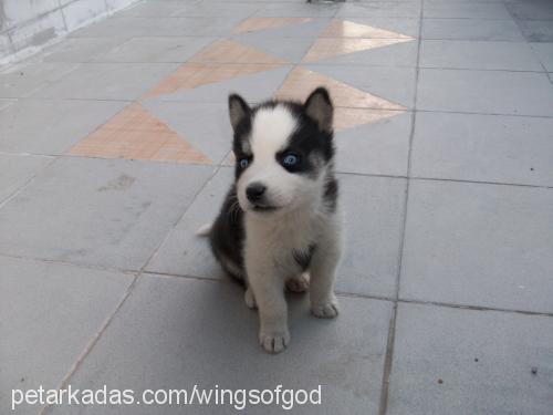 vasili Erkek Sibirya Kurdu (Husky)