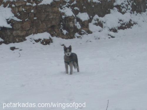 vasili Erkek Sibirya Kurdu (Husky)