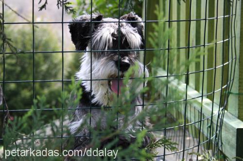 kırpık Dişi Minyatür Schnauzer