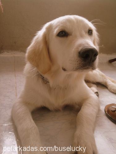 efe Erkek Golden Retriever