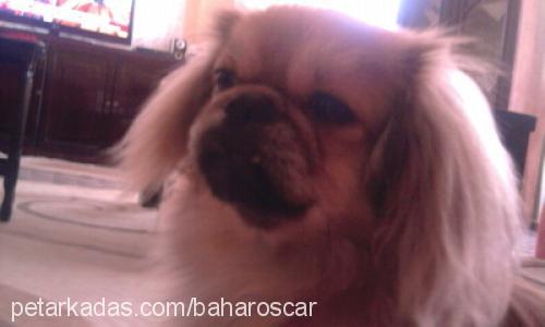 oscar Erkek Pekingese