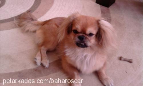 oscar Erkek Pekingese