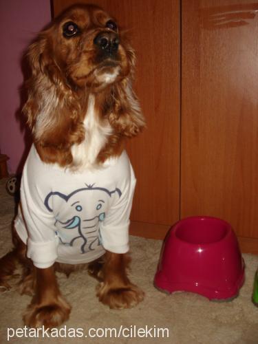 Çilek Dişi İngiliz Cocker Spaniel