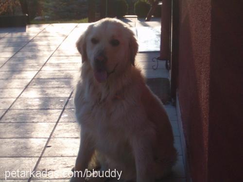 buddy Erkek Golden Retriever