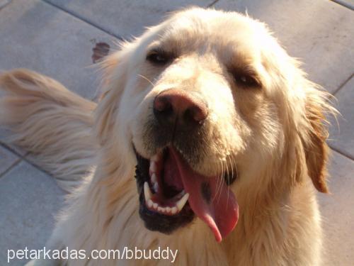 buddy Erkek Golden Retriever