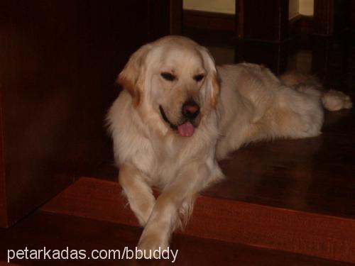 buddy Erkek Golden Retriever