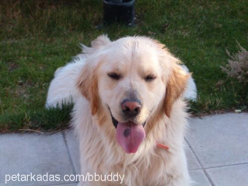 buddy Erkek Golden Retriever