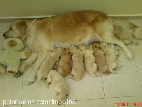 limbolina Dişi Golden Retriever