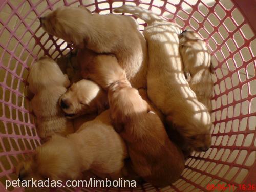 limbolina Dişi Golden Retriever