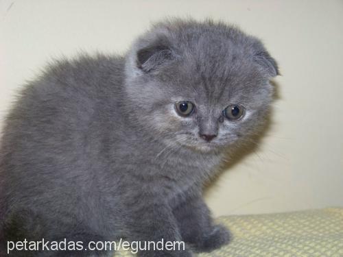 bıdık Dişi Scottish Fold