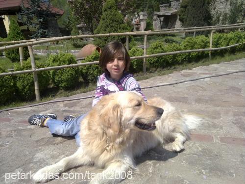 kendra Dişi Alman Çoban Köpeği