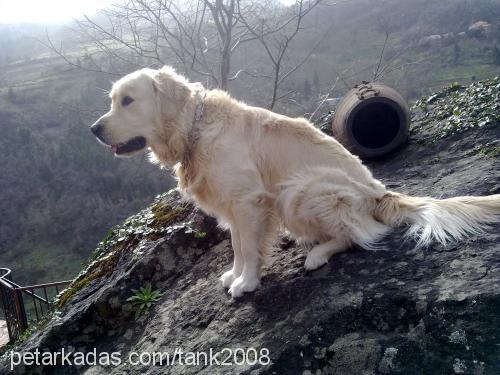 kendra Dişi Alman Çoban Köpeği