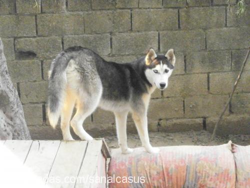 maya Dişi Sibirya Kurdu (Husky)